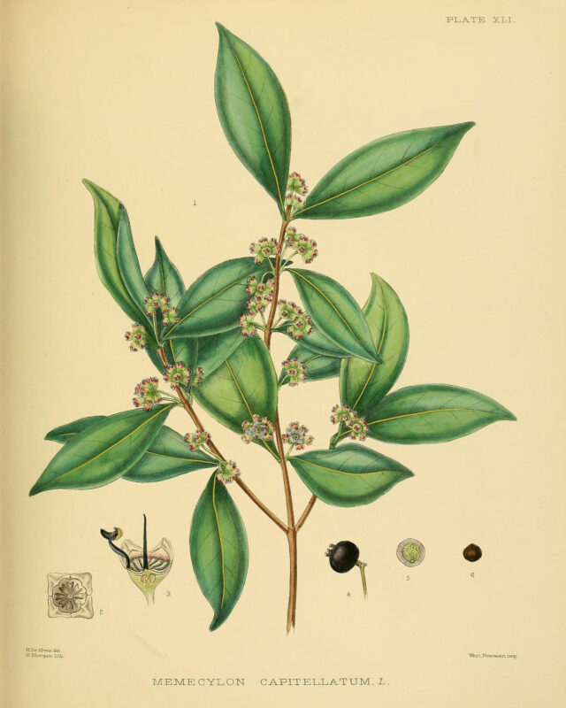 Memecylon capitellatum