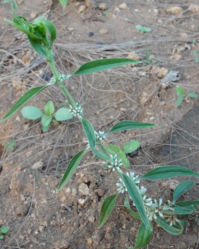 Enicostema axillare