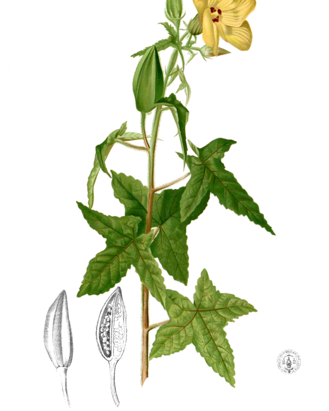 කපුකිනිස්ස