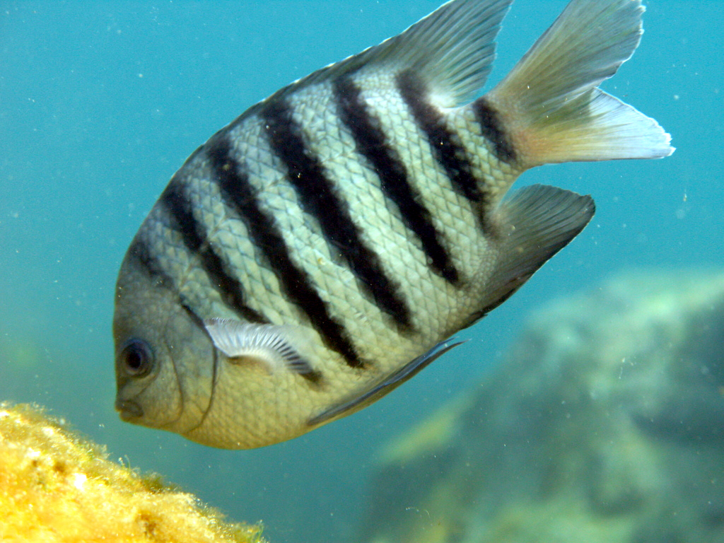 Bengal Sergeant