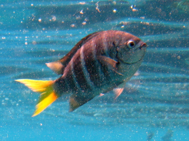 Yellowtail Sergeant