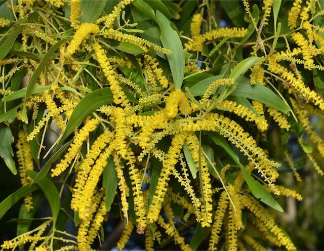 Earpod Wattle