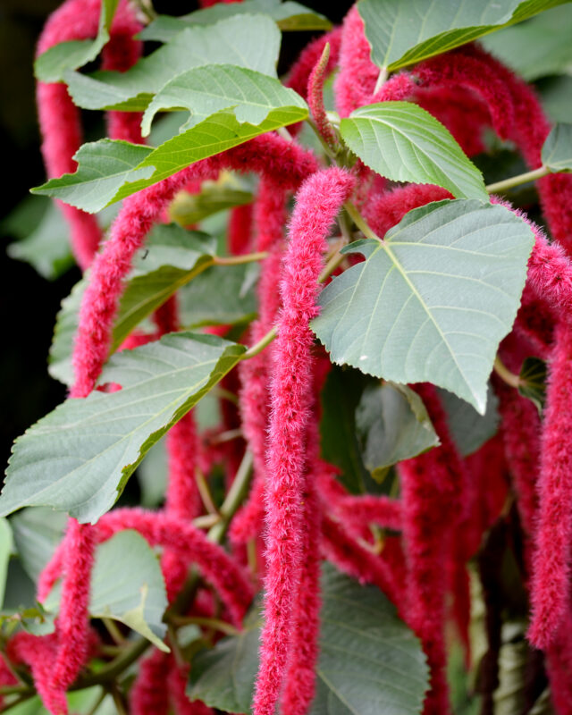 Chenille-Plant