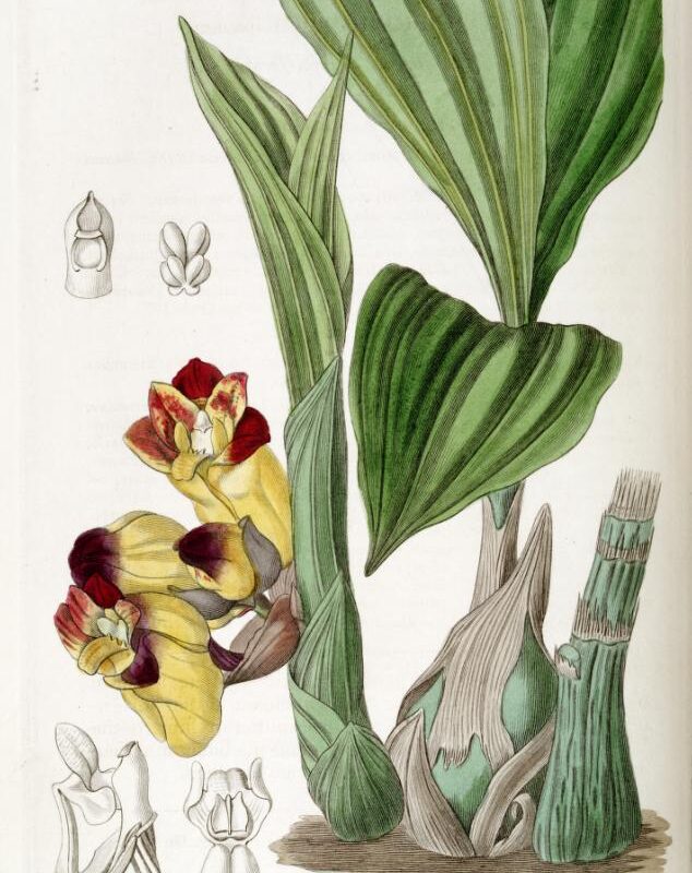 Acanthophippium bicolor
