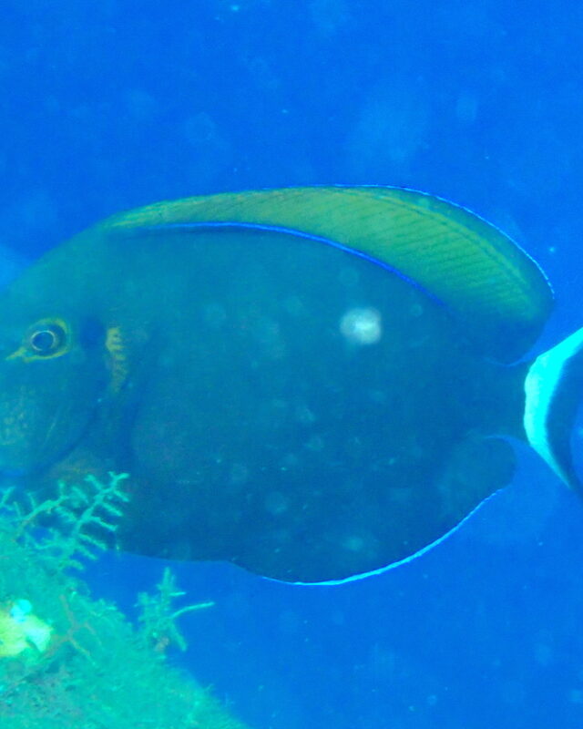 Eyespot Surgeonfish