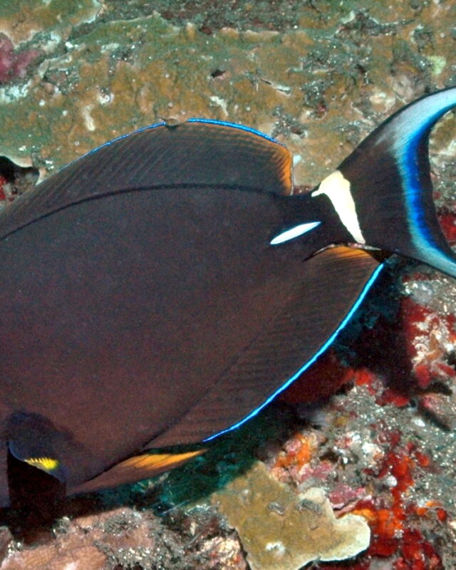 White-Spine Surgeonfish