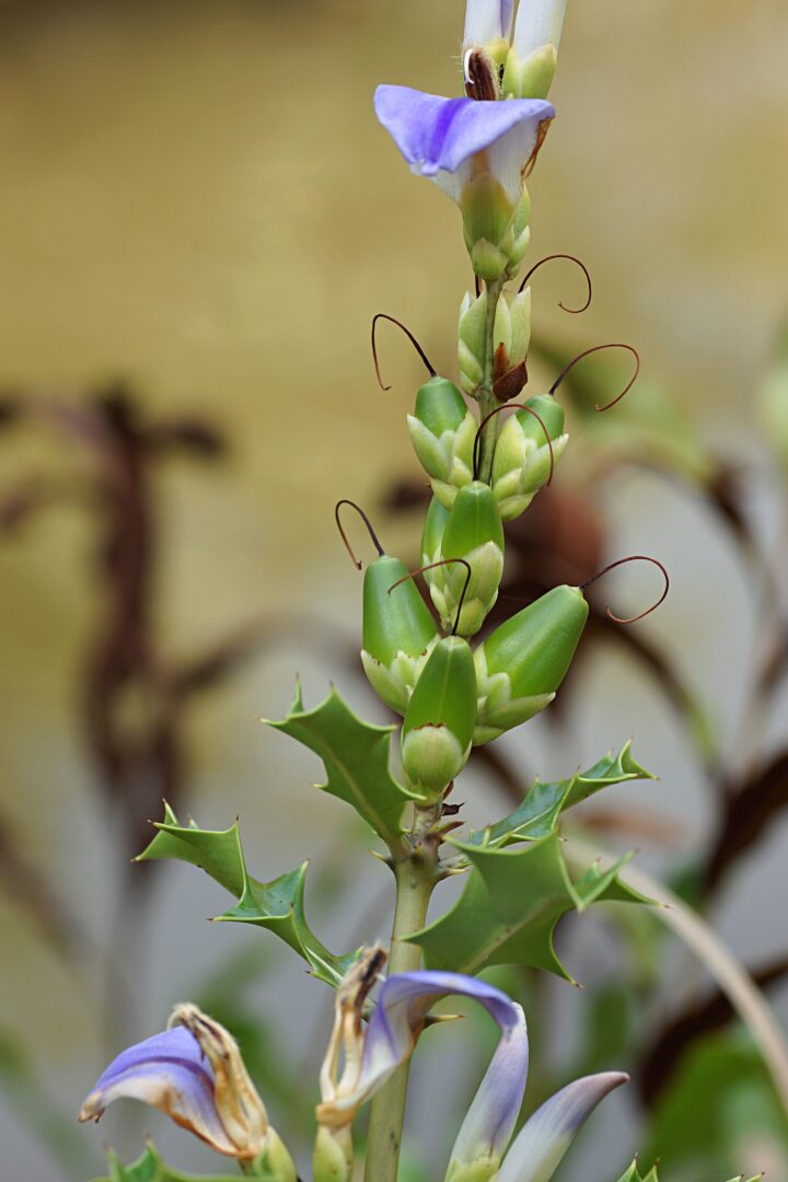 Holly Mangrove