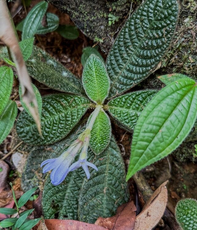 Acranthera ceylanica