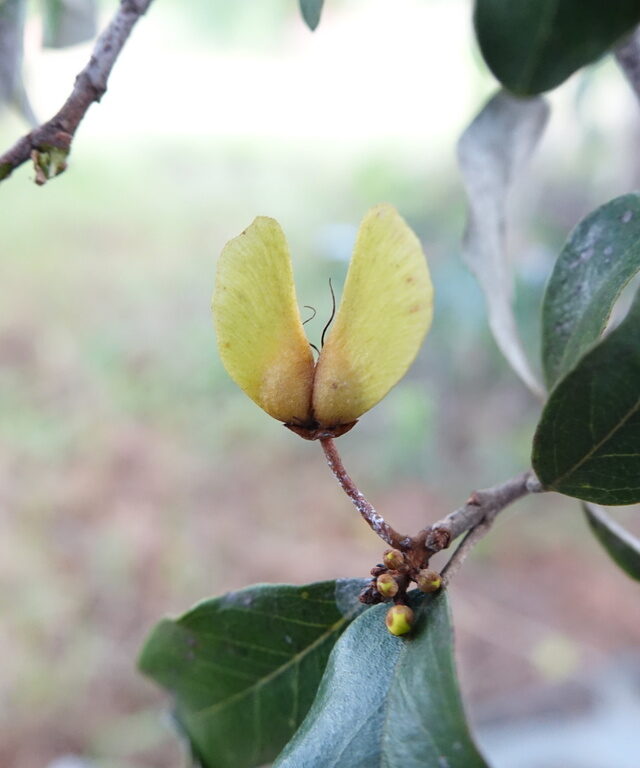 Acridocarpus excelsus