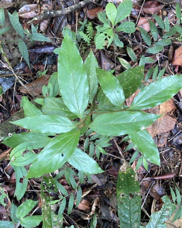 Actinodaphne albifrons