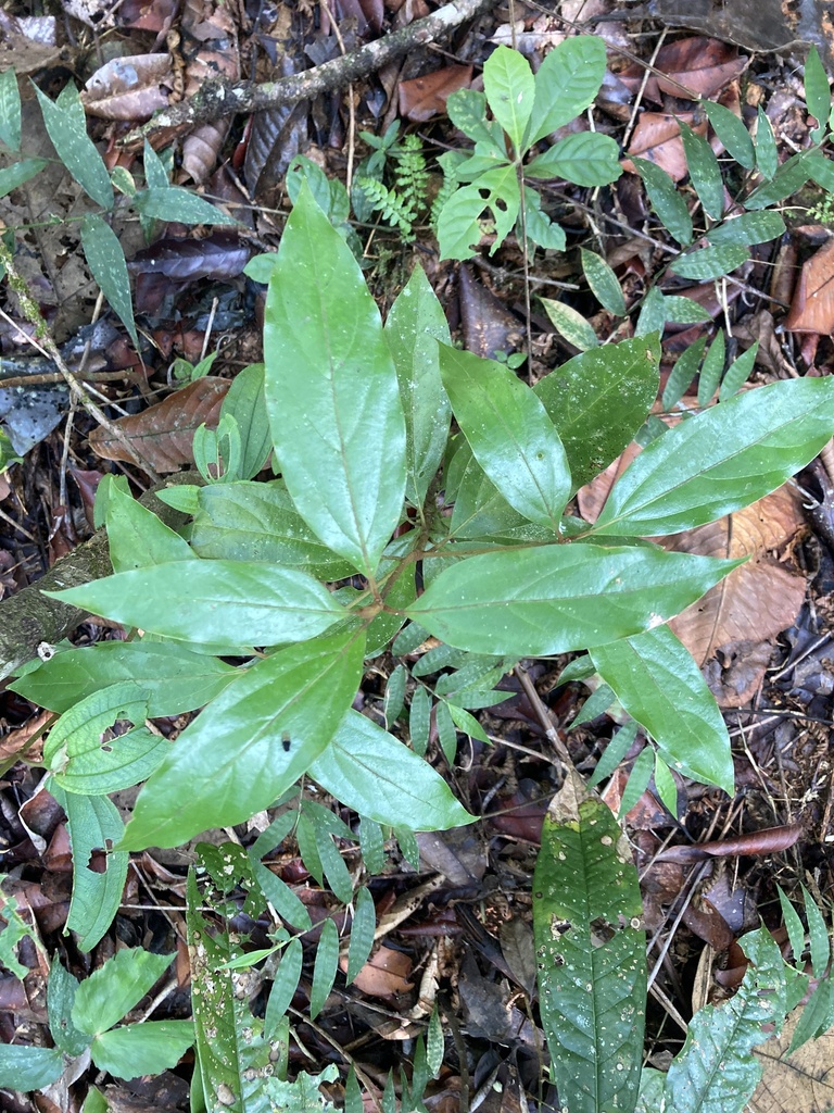 Actinodaphne albifrons