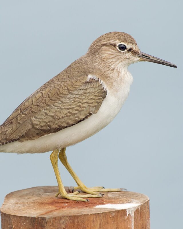 Common Sandpiper