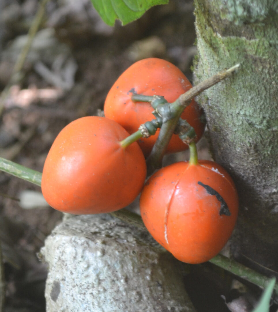 Adenia hondala