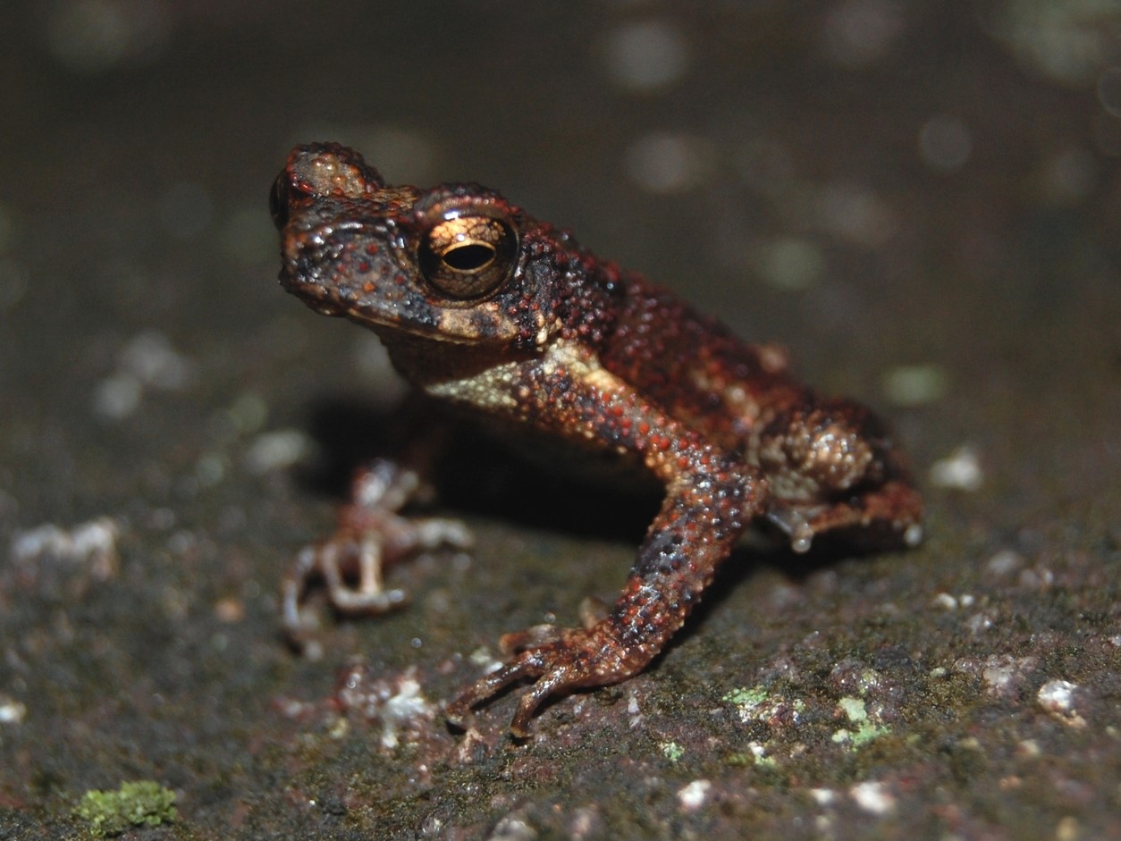 Adenomus kandianus