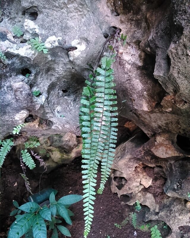 Adiantum zollingeri