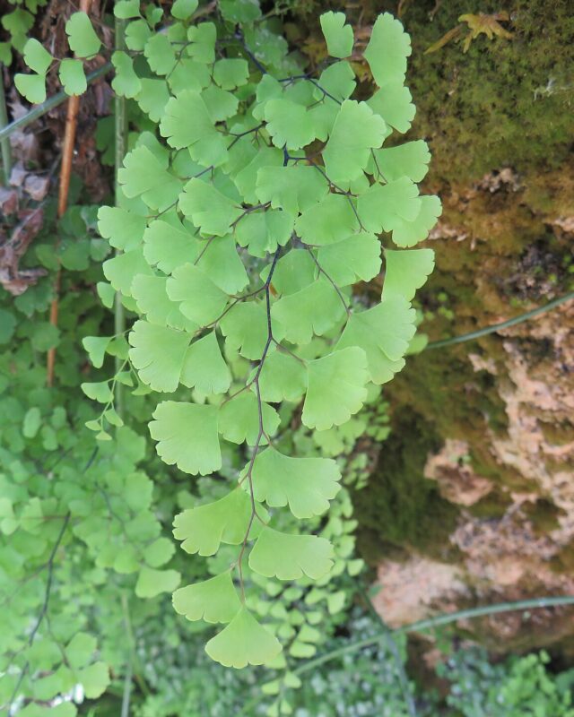 Black Maidenhair Fern