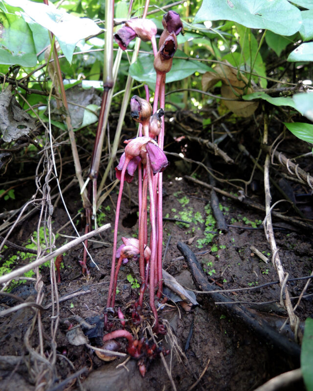 Indian Broomrape