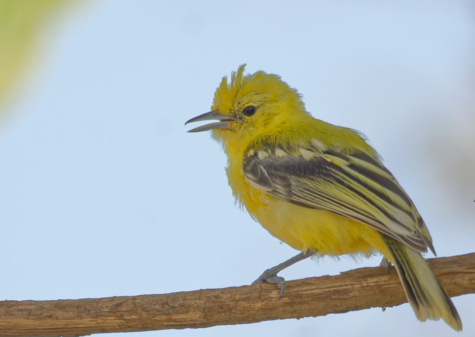 White-Tailed Iora