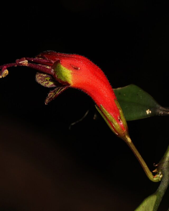 Aeschynanthus ceylanicus