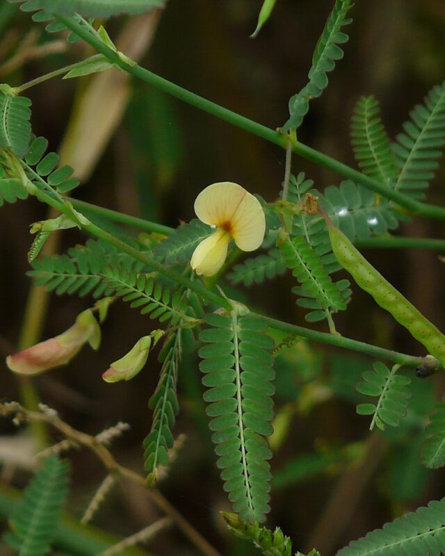 Aeschynomene aspera