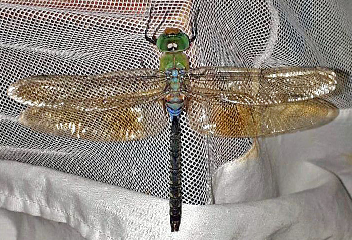 Pale-Spotted Emperor