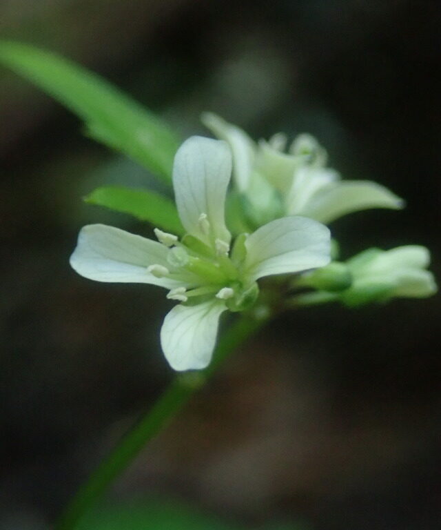 African Bittercress
