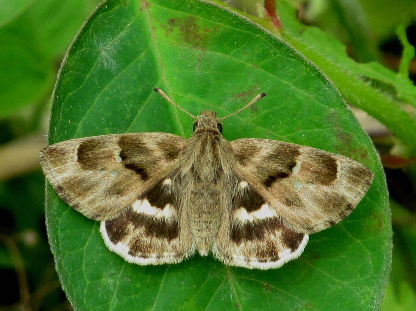 Green-Marbled Sandman