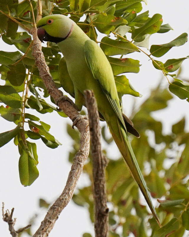 Rose-Ringed Parakeet
