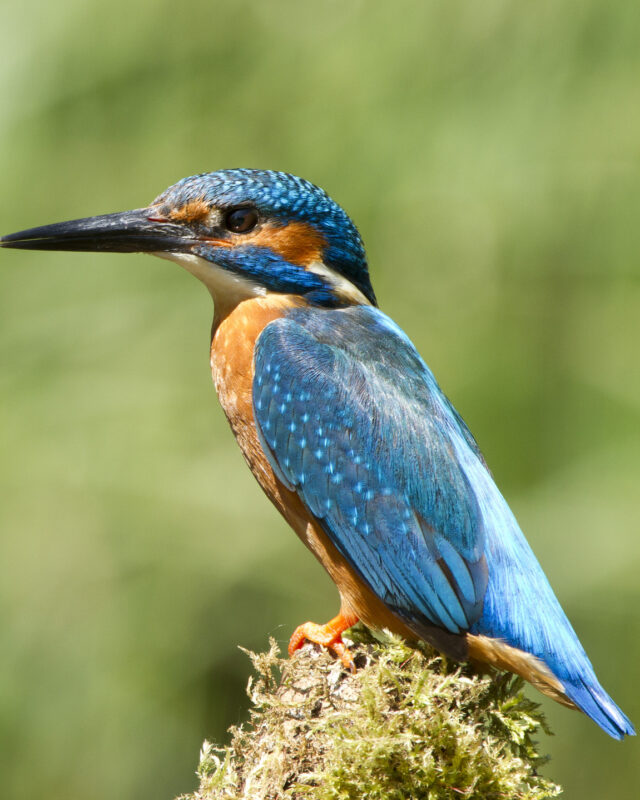 Common Kingfisher