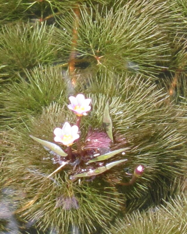 Carolina Fanwort