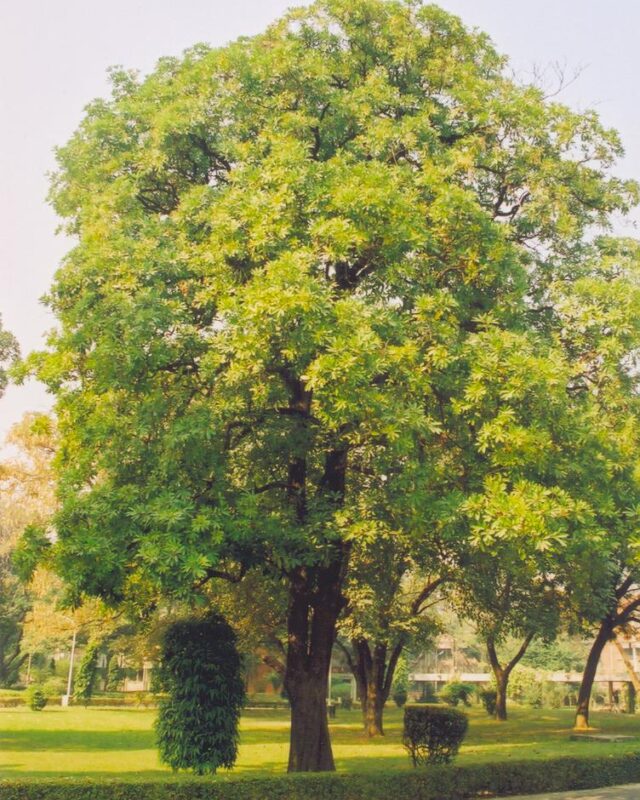 රුක්අත්තන