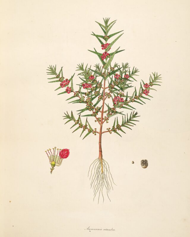 Ammannia octandra