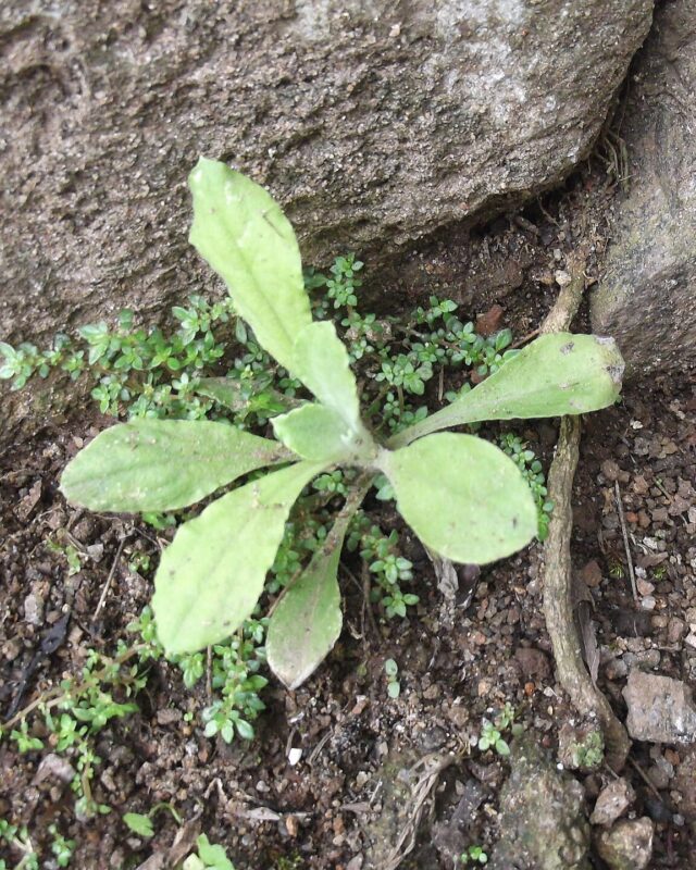 Anaphalis subdecurrens