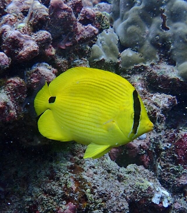Andaman Butterflyfish