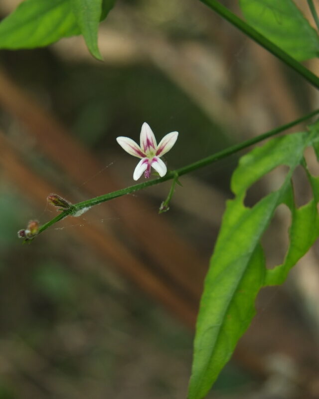 Andrographis alata