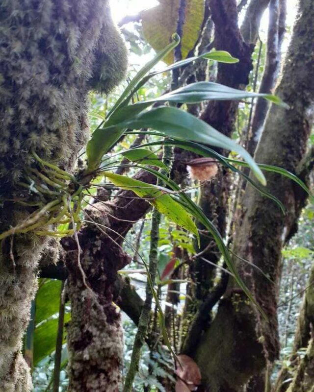Angraecum zeylanicum