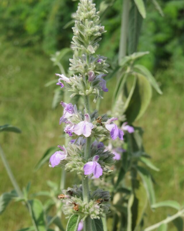 Malabar Catmint