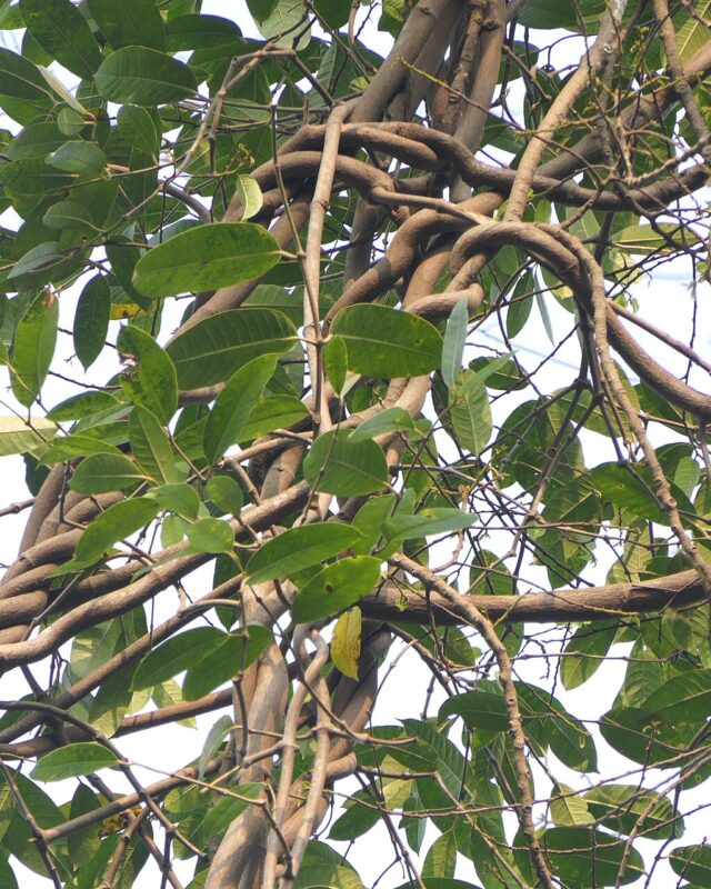 Anodendron parviflorum