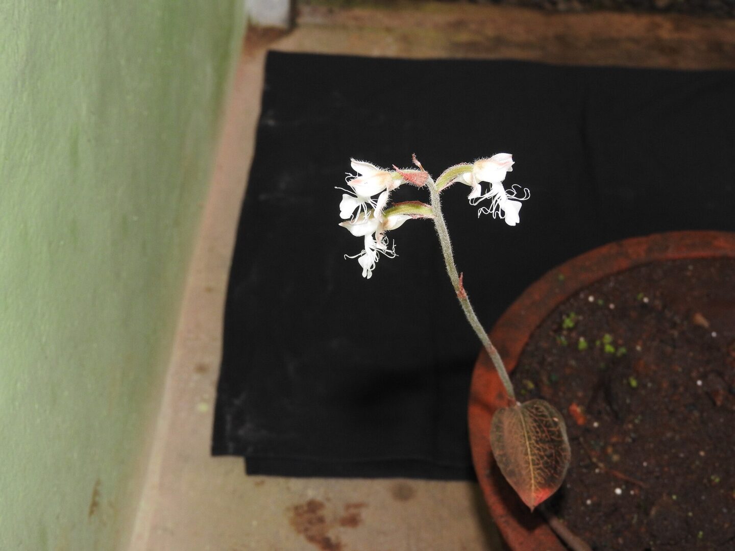 Anoectochilus regalis
