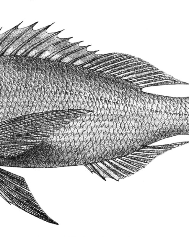 Goldband Snapper