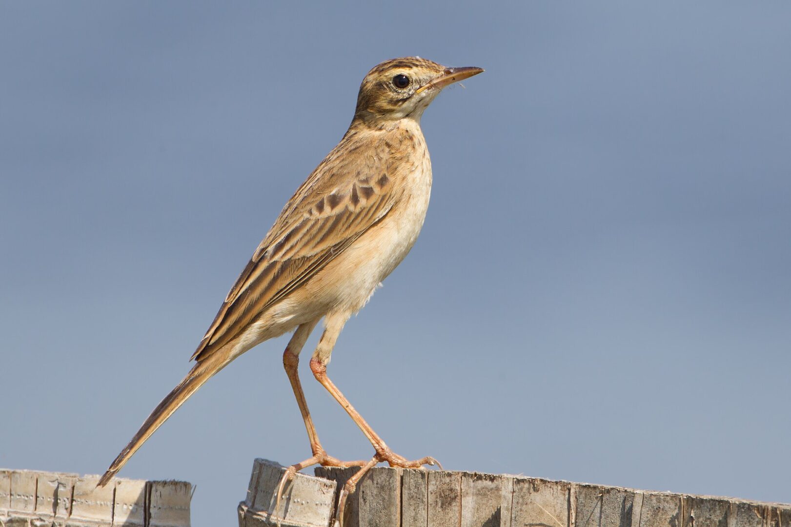 Richard’s Pipit