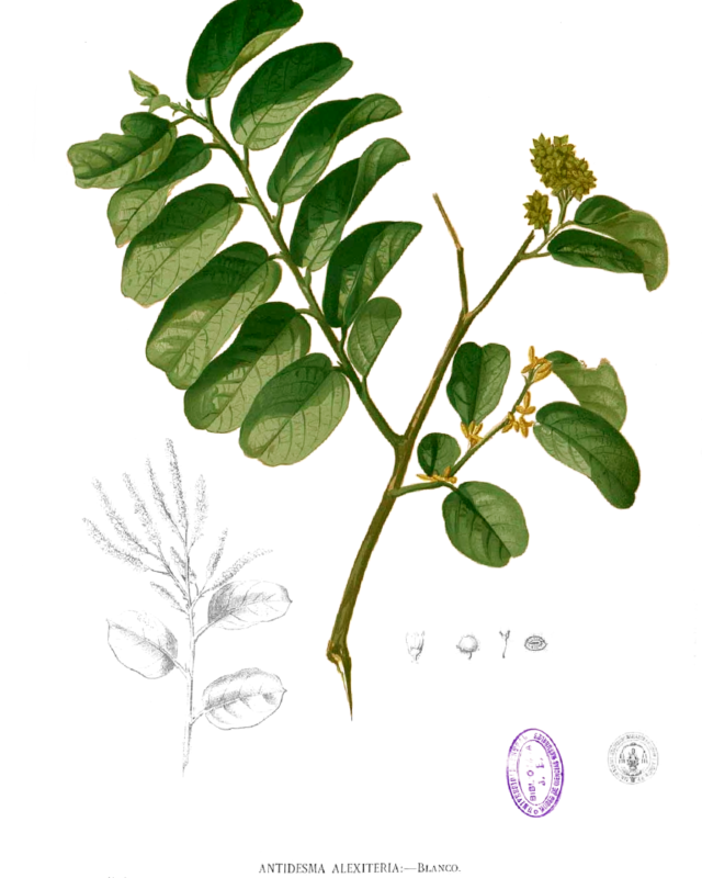 Antidesma alexiteria