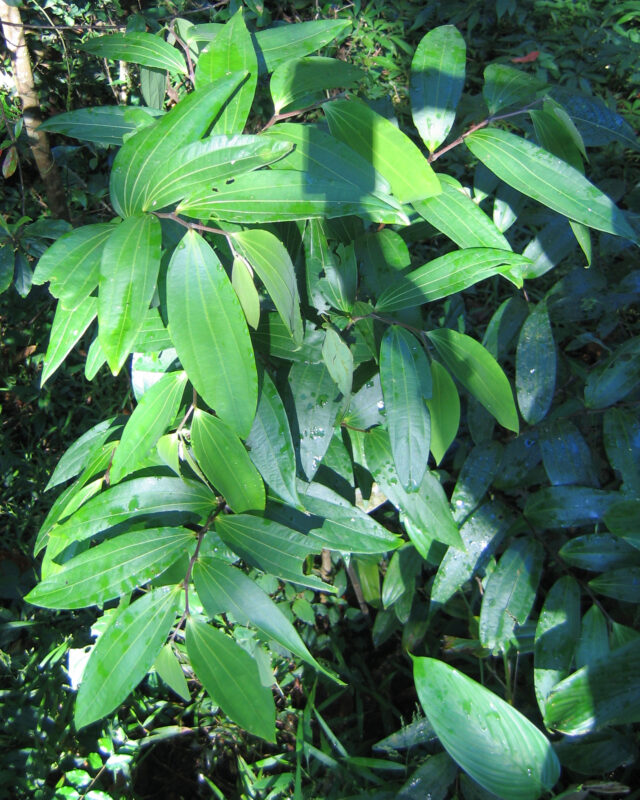 Thottea siliquosa