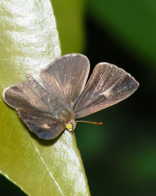 Apefly