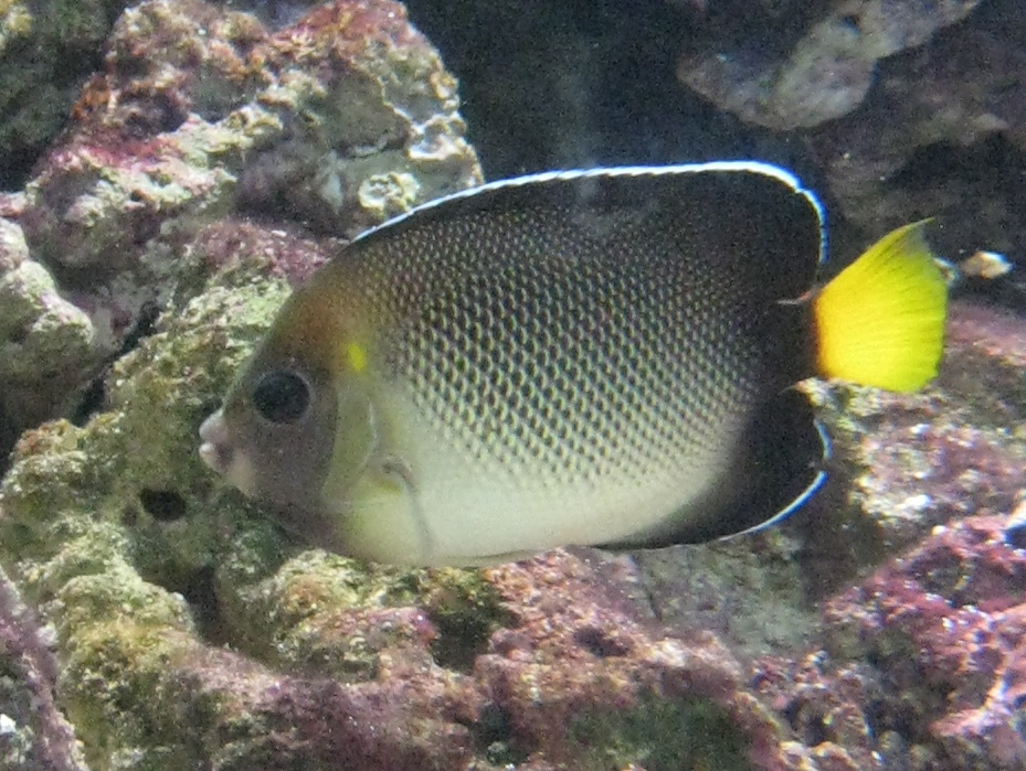 Yellowtail Angelfish