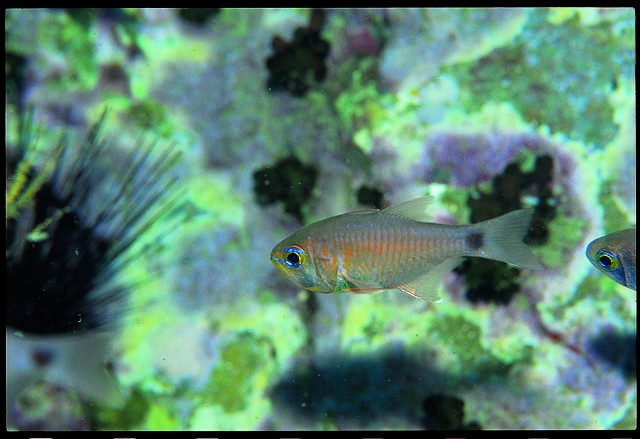 Orangelined Cardinalfish