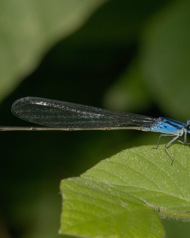 Long-Banded Bluetail