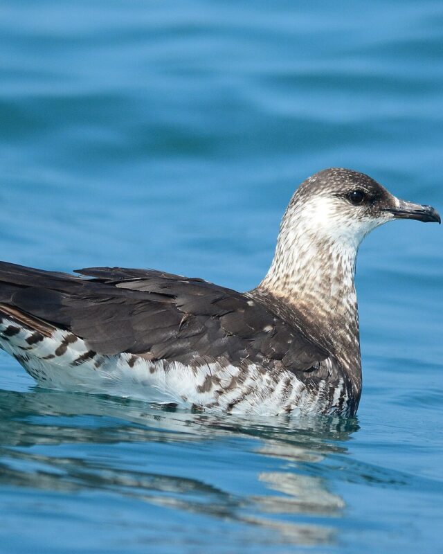 Parasitic Jaeger