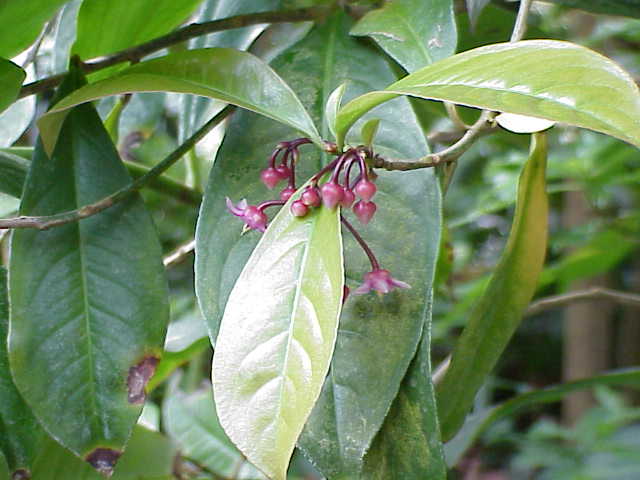 Ardisia solanacea