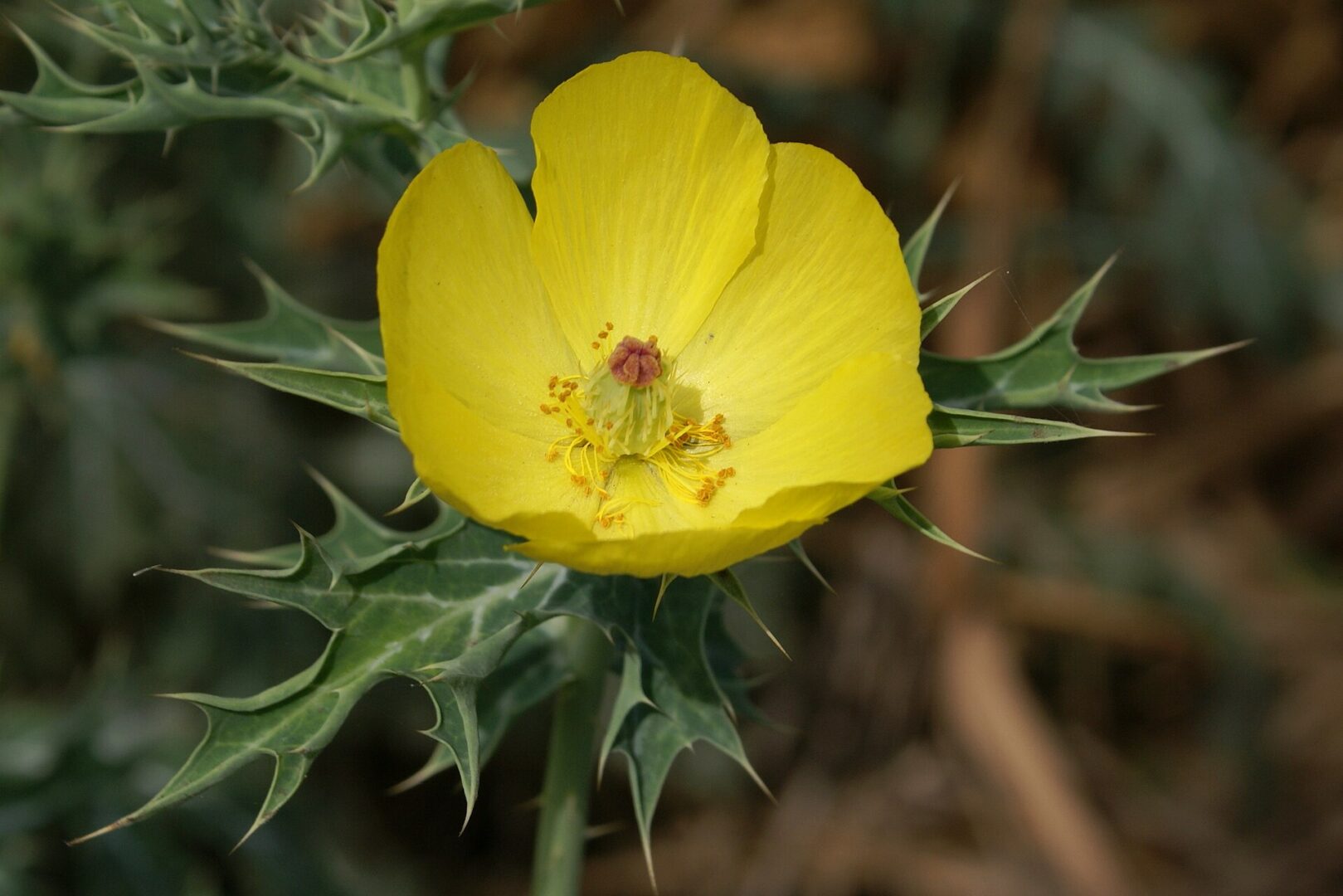 Mexican Prickly Poppy